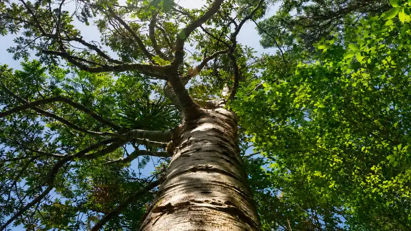 Forest canopy from below