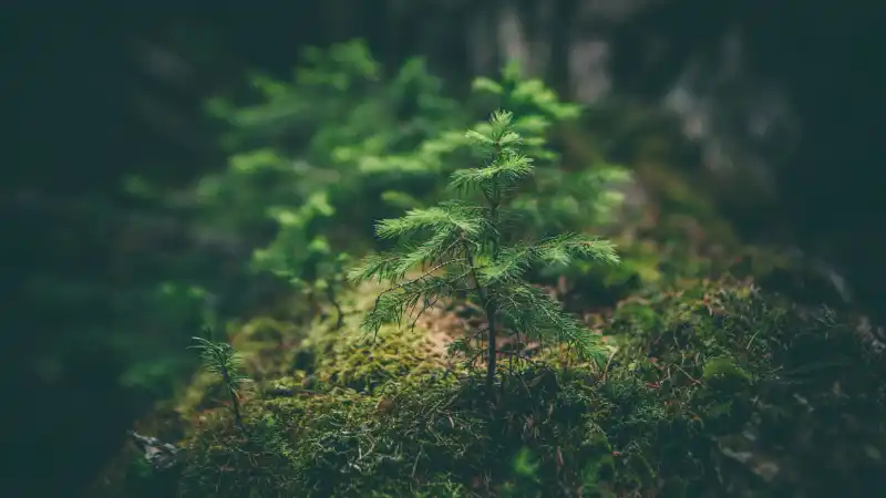 Exposed tree roots and forest floor