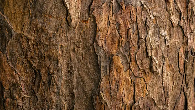 Detailed tree bark pattern