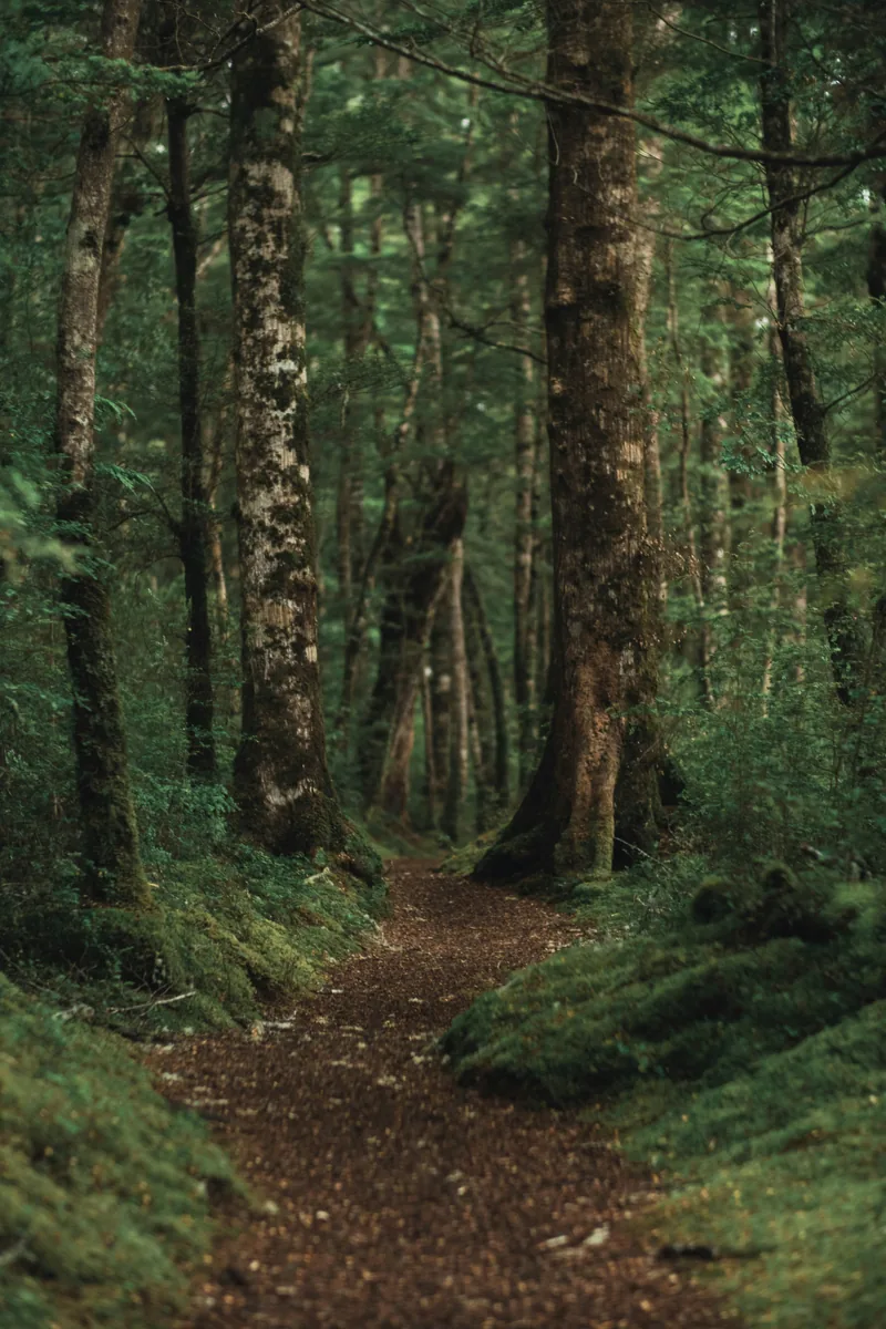 A mossy forest path under coastal trees
