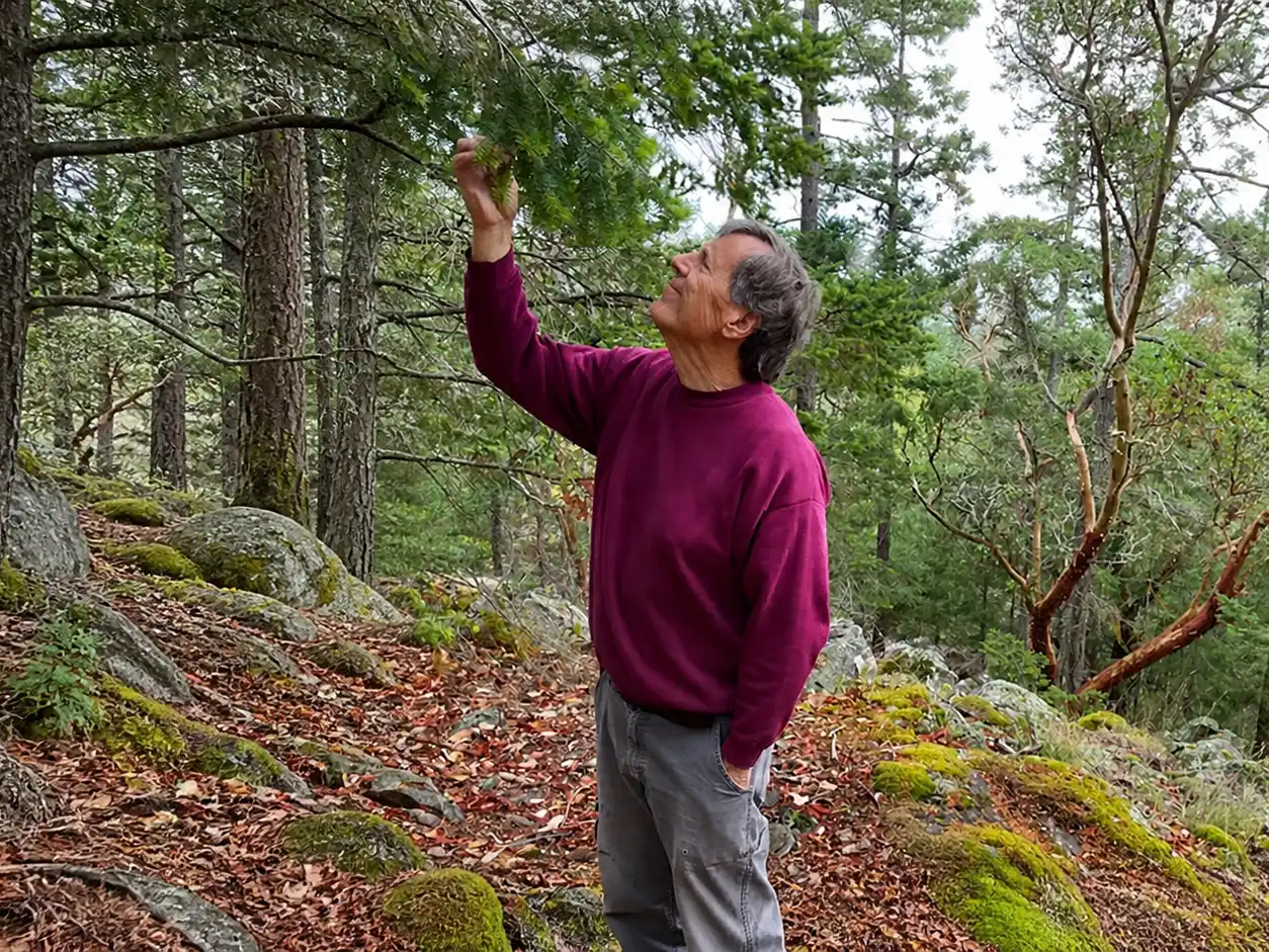 Tony Wayne Wolcott inspecting a tree on Pender Island