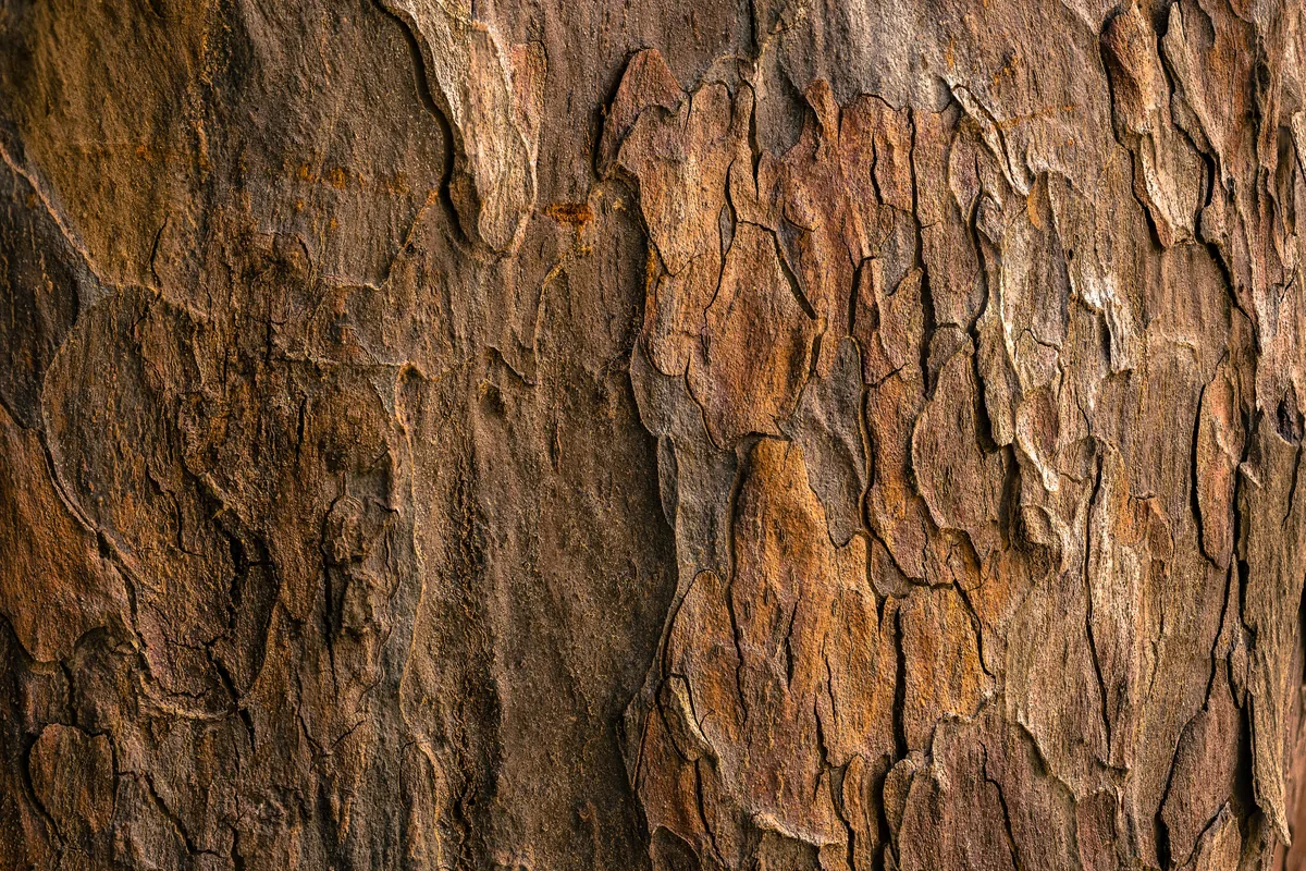 Close-up of weathered tree bark